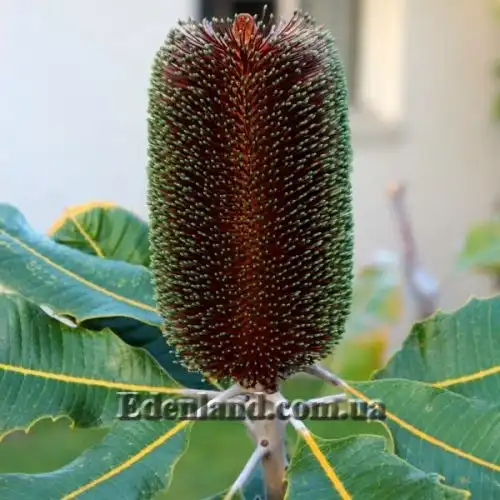 Изображение Банксия мощная - Banksia robur