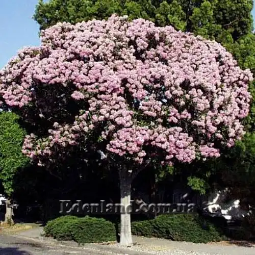 Зображення Даїс скумпієлистий - Dais cotinifolia