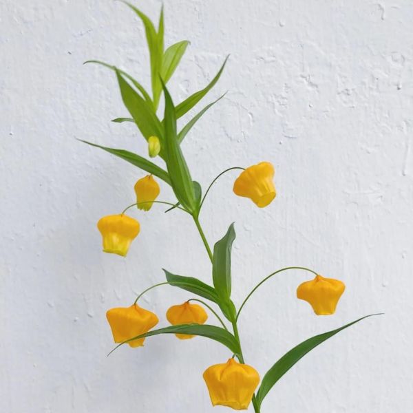 Изображение Сандерсония оранжевая  - Sandersonia aurantiaca