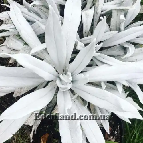 Изображение Сенецио снежно-золотистый - Senecio niveoaureus