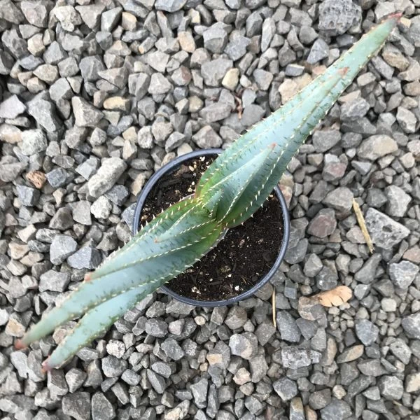 Зображення Алое надлистяне - Aloe suprafoliata 