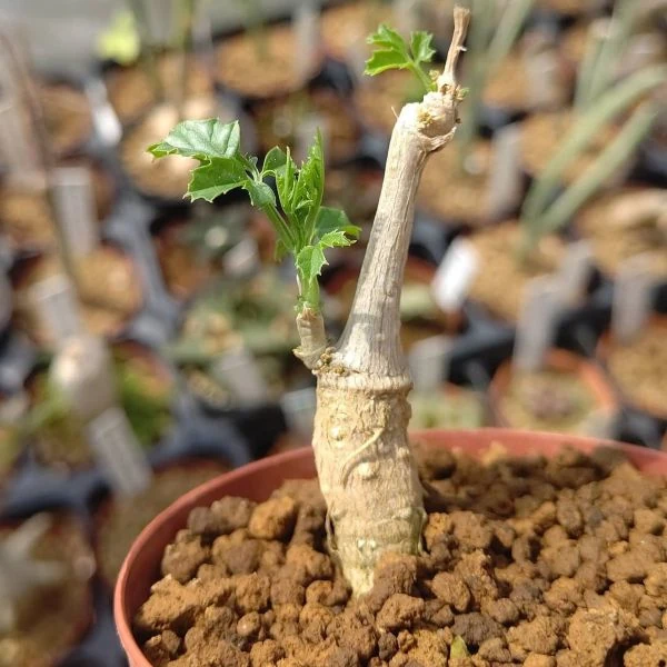 Изображение каудекс молодого растения