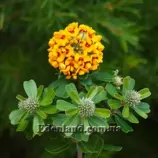 Изображение Гастролобиум двухлопастный - Gastrolobium bilobum