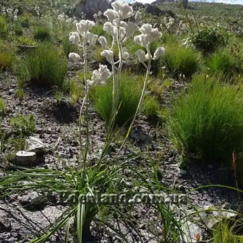 Изображение Ланария мохнатая - Lanaria lanata