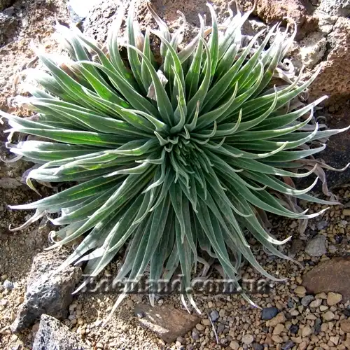 Изображение молодое растение