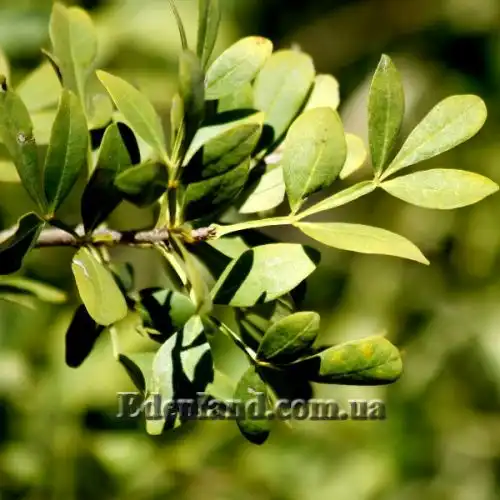 Изображение листья