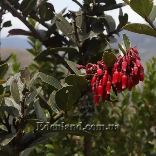 Изображение цветение