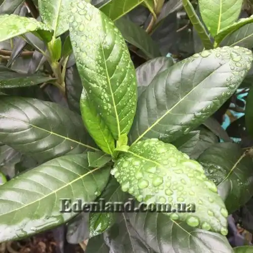 Зображення Бурчелія Бубаліна - Burchellia bubalina