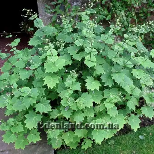 Зображення Кіренгешома дланєвидна - Kirengeshoma palmata