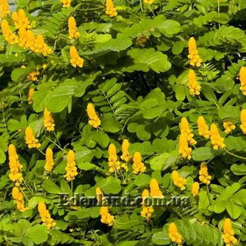 Изображение Сенна крылатая - Senna alata