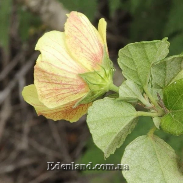 Зображення Павонія обгризена - Pavonia praemorsa