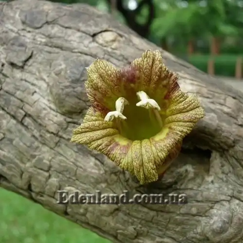 Зображення Кресцентія крилата - Crescentia alata