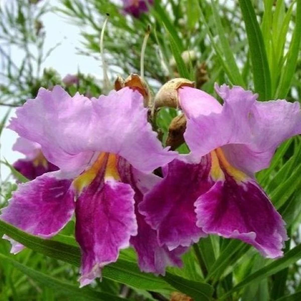 Зображення Хілопсис лінійний - Chilopsis linearis 