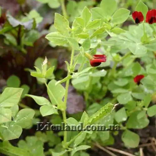 Изображение Четырехкрыльник пурпурный - Tetragonolobus purpureus