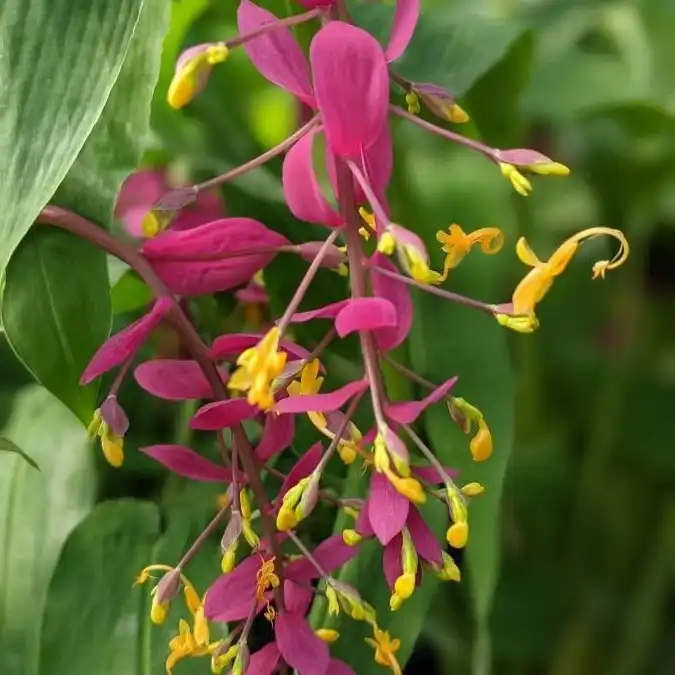 Зображення цвітіння