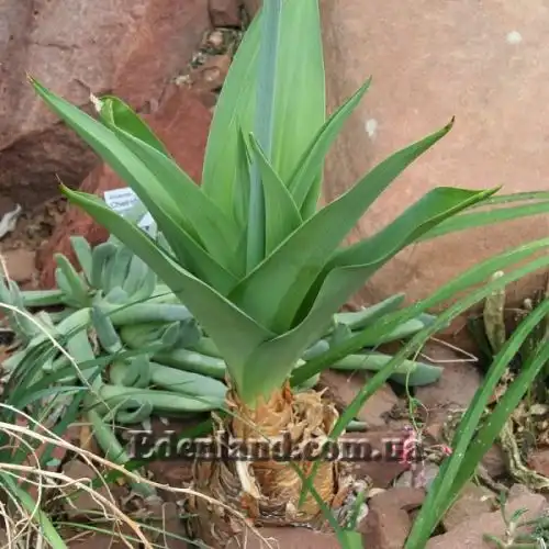 Зображення Мервілла свинцева - Merwilla plumbea