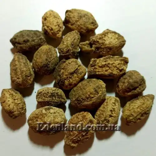 Изображение орехи без околоплодника 