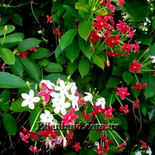 Изображение Квисквалис индийский    - Quisqualis indica 