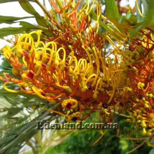 Изображение Гревиллея мощная - Grevillea robusta 