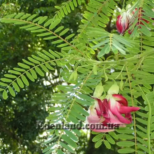 Изображение цветение