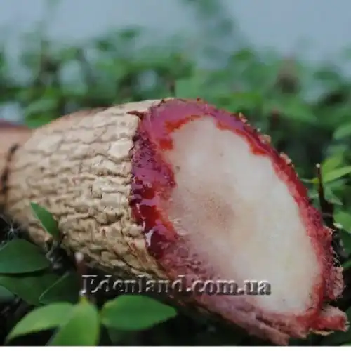 Зображення коріння