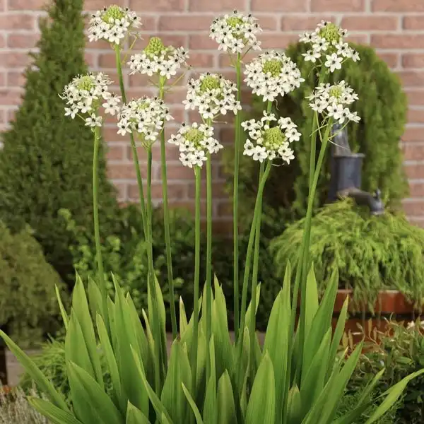 Изображение цветение в саду