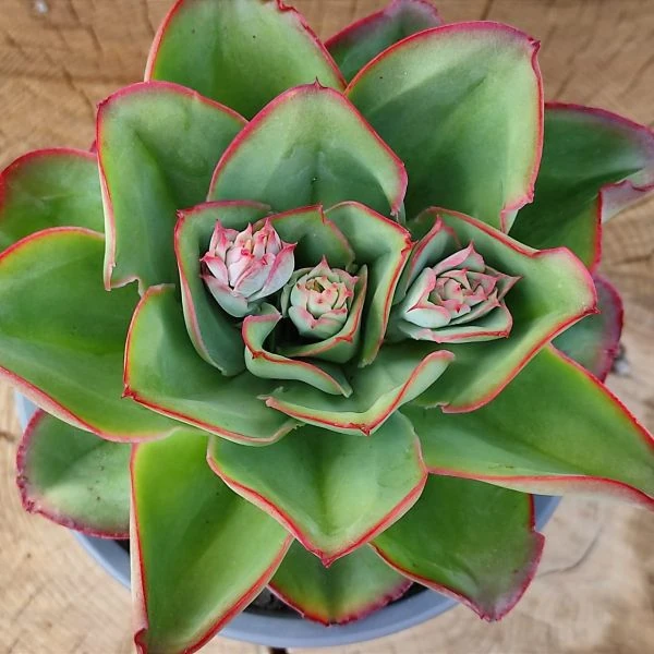 Зображення Ечеверія жорсткувата - Echeveria subrigida 