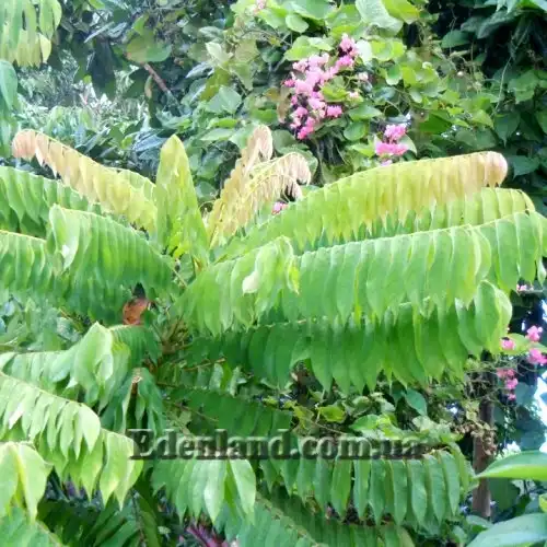 Зображення Аверроа білімбі - Averrhoa bilimbi