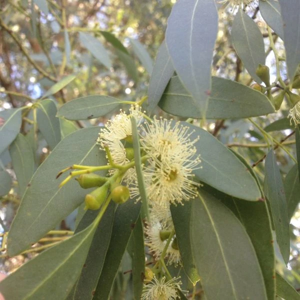 Зображення Евкаліпт Ґанна - Eucalyptus gunnii 