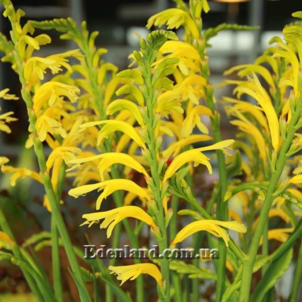 Изображение цветение