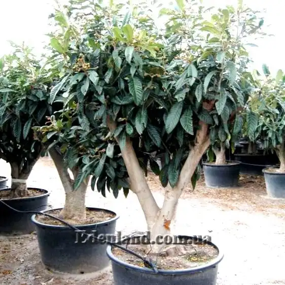 Изображение растение в контейнере