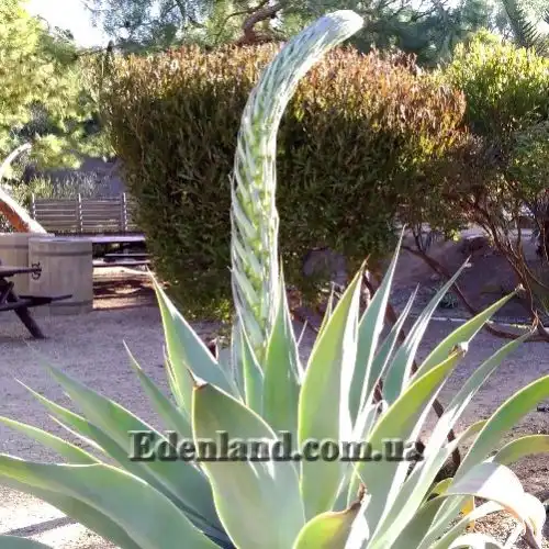 Изображение Агава оттянутая подвид оттянутая - Agave attenuata subsp. attenuate