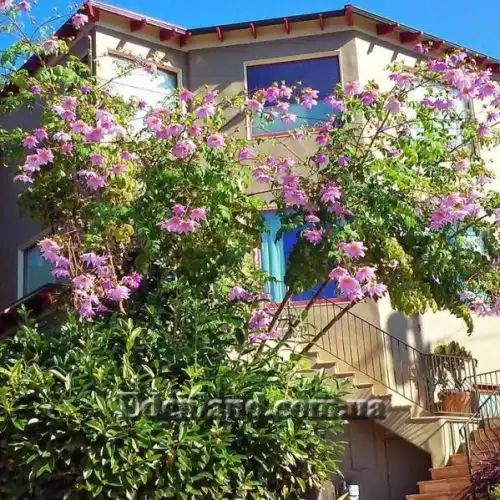 Зображення Жоржина імператорська - Dahlia imperialis