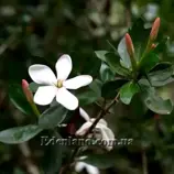 Изображение Гиперакантус приятный - Hyperacanthus amoenus