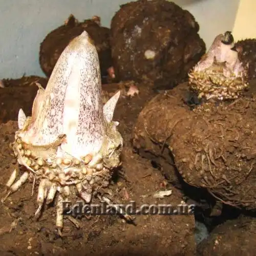 Изображение прорастающие клубни