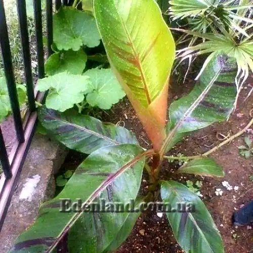 Изображение молодое растение