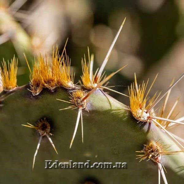 Зображення колючки та глохідії в ареолах