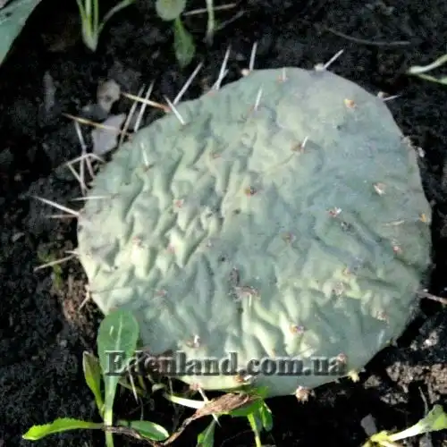 Изображение готовится к зиме