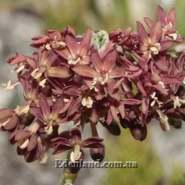 Изображение Кодонориза микранта  - Codonorhiza micrantha