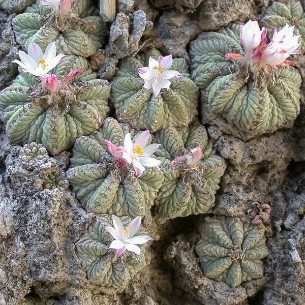 Изображение Ацтекиум Риттера  - Aztekium ritteri 