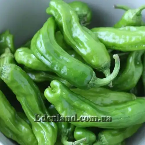 Изображение Перец Old Man 