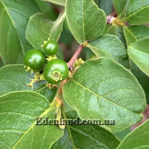 Изображение Вангерия несчастная - Vangueria infausta