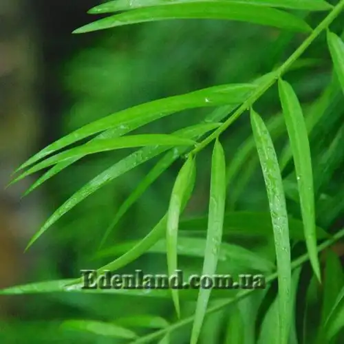 Изображение Афрокарпус серповидный - Afrocarpus falcatus