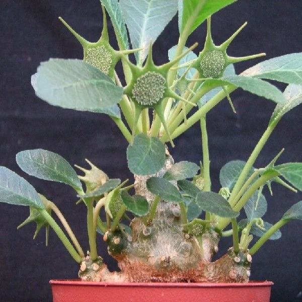 Дорстенія смердюча - Dorstenia foetida