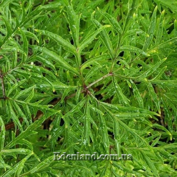 Зображення Полісціас чагарниковий - Polyscias fruticosa