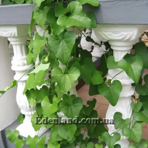 Зображення Аристолохія елегантна - Aristolochia elegans