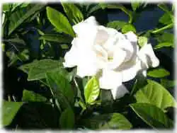 Гарденія Жасминовидна