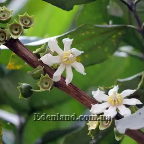 Изображение цветы и плоды