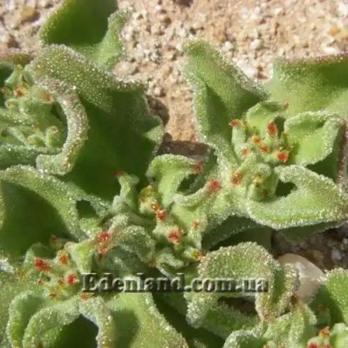 Изображение Мезембриантемум хрустальный - Mesembryanthemum crystallinum