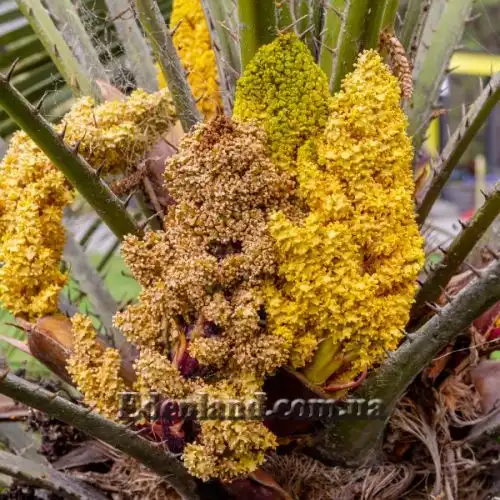 Изображение Хамеропс приземистый - Chamaerops humilis